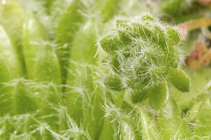 Impression encadrée : Cactus. détail. Impression encadrée : Cactus. détail.