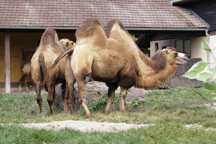 Impression encadrée : Camel