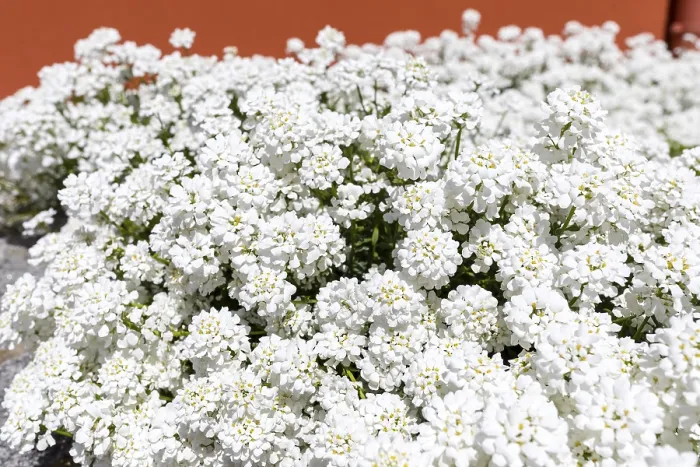 Impression encadrée : Ibéris (Iberis), fleur blanche. Impression encadrée : Ibéris (Iberis), fleur blanche.