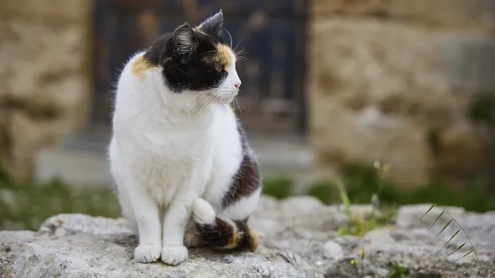 Impression encadrée : Chat avec un regard grave sur un mur. Impression encadrée : Chat avec un regard grave sur un mur.