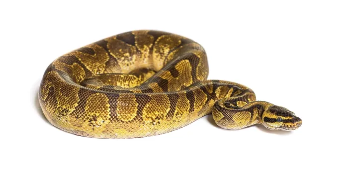 Impression encadrée : Le python royal, Python regius, isolé sur blanc.