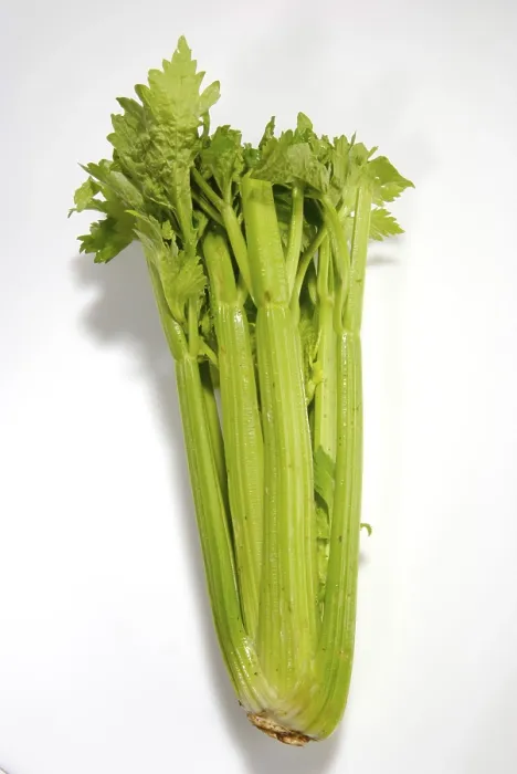 Impression encadrée : Celery