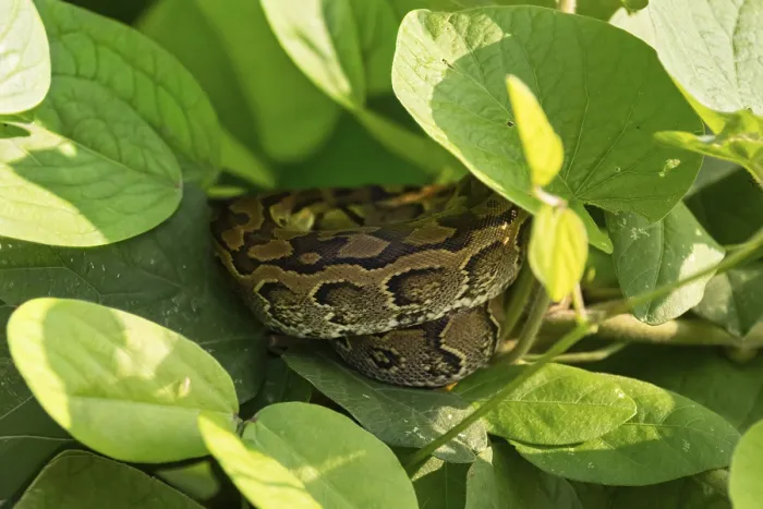 Impression encadrée : Python du Sénégal (Python sebae)