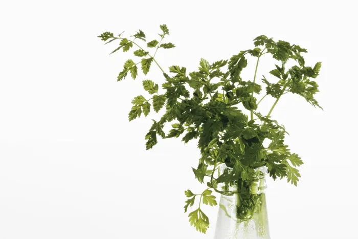 Impression encadrée : Chervil