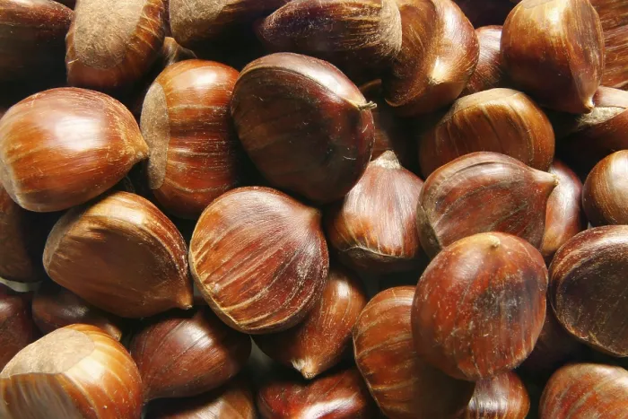 Impression encadrée : Chestnuts Impression encadrée : Chestnuts