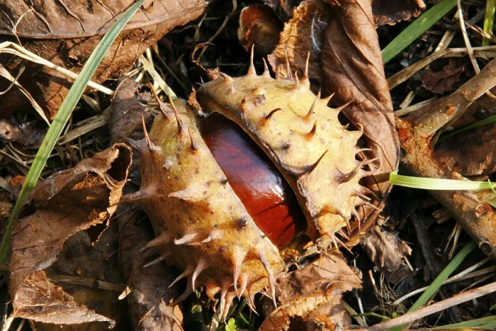 Impression encadrée : Chestnuts Impression encadrée : Chestnuts