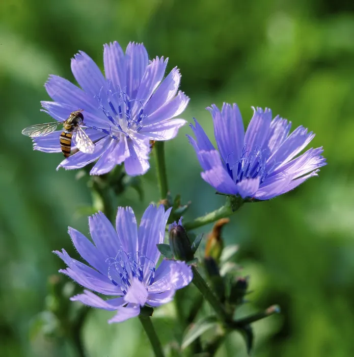Impression encadrée : Chicory Impression encadrée : Chicory