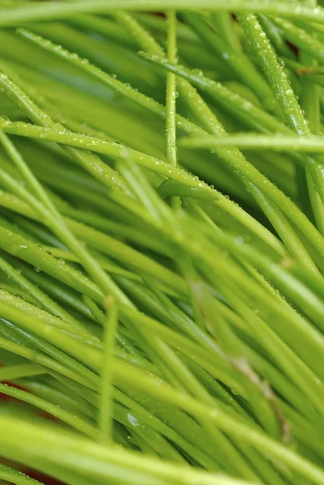Impression encadrée : Chives