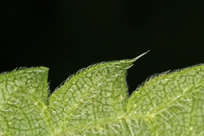Impression encadrée : Vue rapprochée d'une feuille.