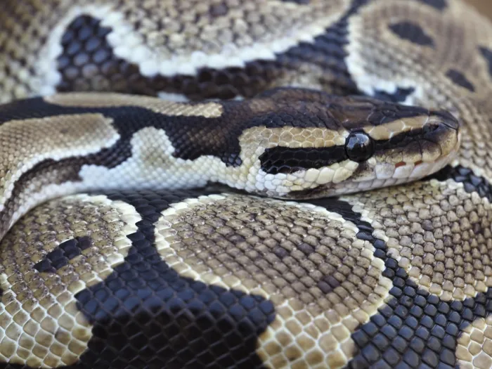 Impression encadrée : Vue rapprochée d'un Python royal, également appelé Python de balle. Impression encadrée : Vue rapprochée d'un Python royal, également appelé Python de balle.