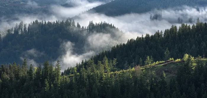 Impression encadrée : Nuages dans la forêt de Thuringe.