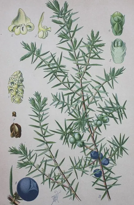 Impression encadrée : Juniperer commun (Juniperus communis)