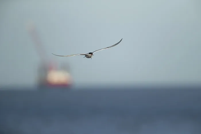 Impression encadrée : Sterne commune (Sterna hirundo) Impression encadrée : Sterne commune (Sterna hirundo)