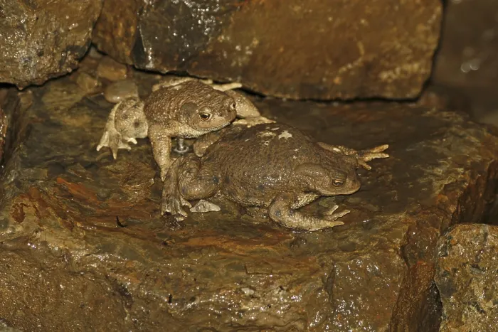 Impression encadrée : Crapaud commun, Bufo bufo. Impression encadrée : Crapaud commun, Bufo bufo.