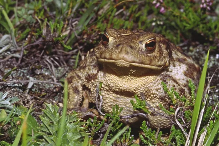 Impression encadrée : Crapaud commun, Bufo bufo. Impression encadrée : Crapaud commun, Bufo bufo.