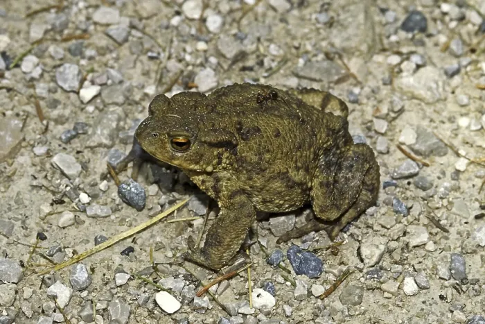 Impression encadrée : Crapaud commun, Bufo Bufo, Crapaud commun.