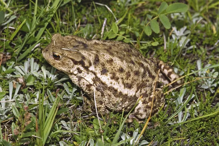 Impression encadrée : Crapaud commun, Bufo Bufo, Crapaud commun.