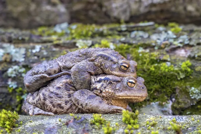 Impression encadrée : La grenouille commune (Bufo bufo), accouplement. Impression encadrée : La grenouille commune (Bufo bufo), accouplement.