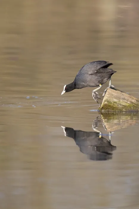 Impression encadrée : Un coot réfléchi dans la surface de l'eau.