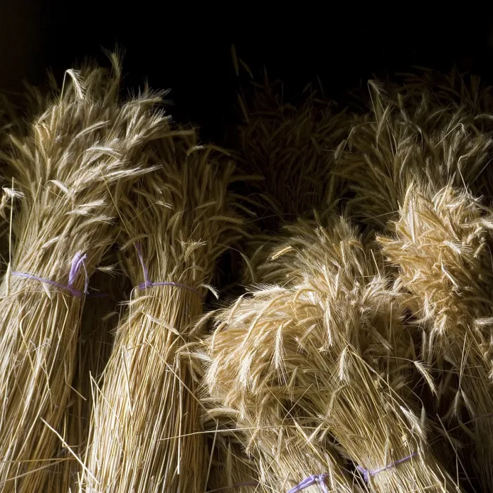 Impression encadrée : Corn Impression encadrée : Corn