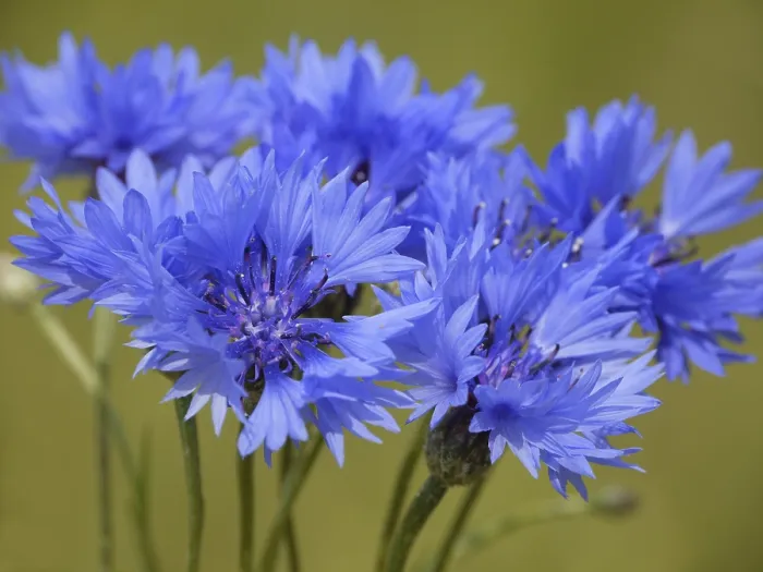 Impression encadrée : Cornflower