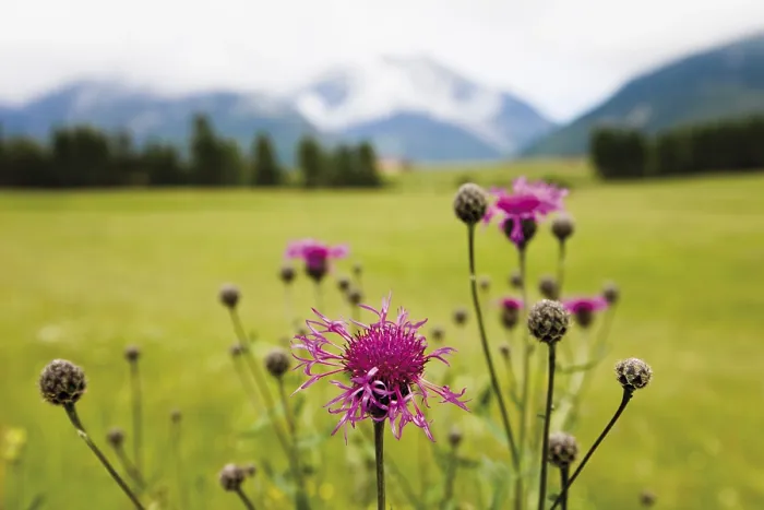 Impression encadrée : Centaurea cyanus Impression encadrée : Centaurea cyanus