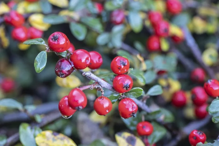 Impression encadrée : Cotoneaster (Cotoneaster horizontalis)