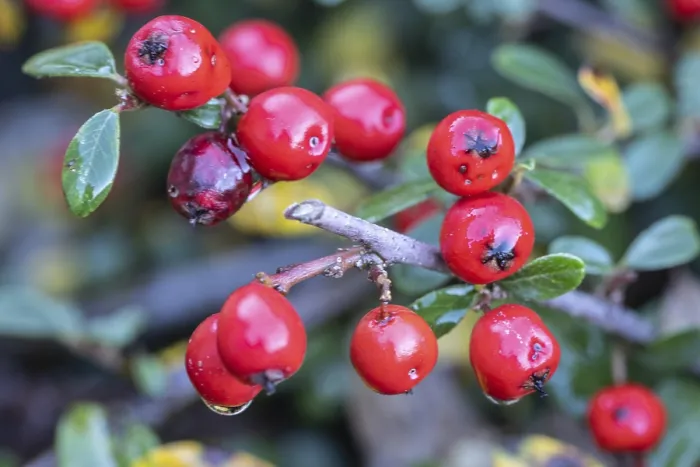 Impression encadrée : Cotonnier (Cotoneaster horizontalis) Impression encadrée : Cotonnier (Cotoneaster horizontalis)