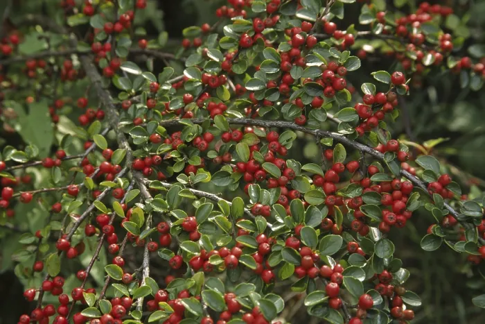 Impression encadrée : Cotoneaster horizontalis, cotoneaster. Impression encadrée : Cotoneaster horizontalis, cotoneaster.