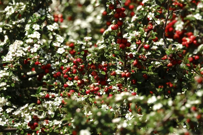 Impression encadrée : Cotoneasters (Cotoneaster), mai, Allemagne. Impression encadrée : Cotoneasters (Cotoneaster), mai, Allemagne.