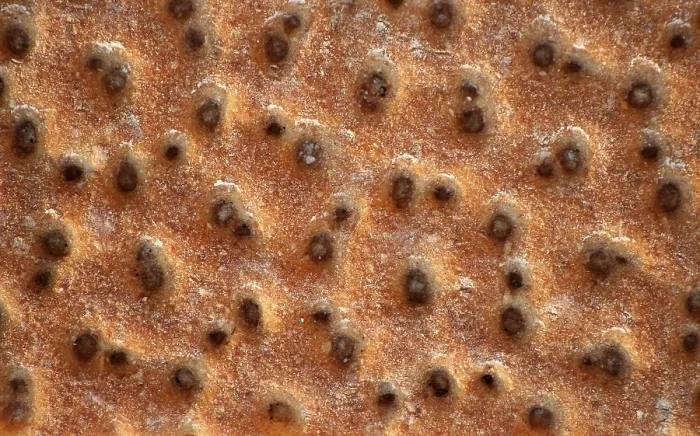 Impression encadrée : Crispbread Impression encadrée : Crispbread