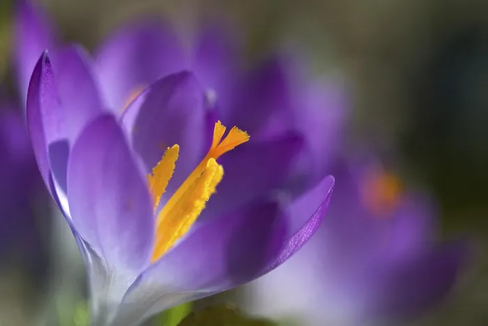 Impression encadrée : Crocus Impression encadrée : Crocus