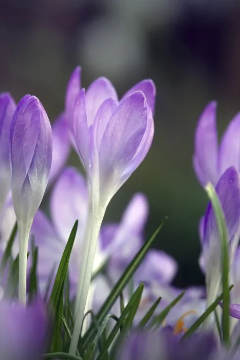 Impression encadrée : Crocus Impression encadrée : Crocus
