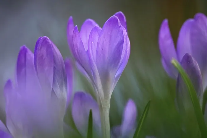 Impression encadrée : Crocus Impression encadrée : Crocus