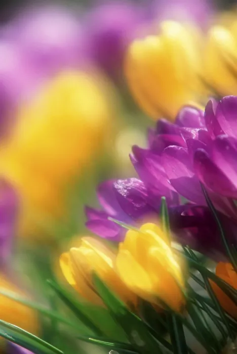 Impression encadrée : Crocus