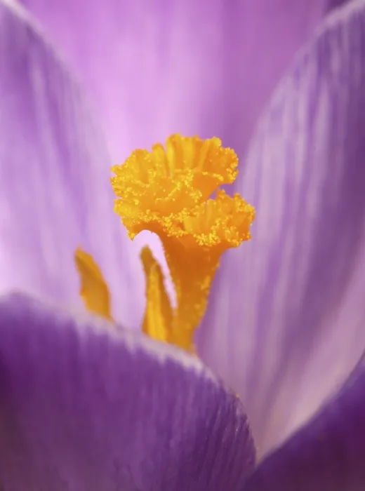 Impression encadrée : Crocus (Crocus)
