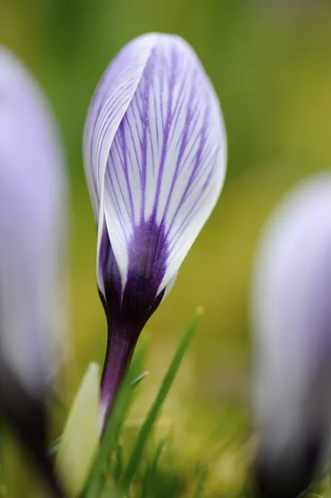 Impression encadrée : Crocus (Crocus)