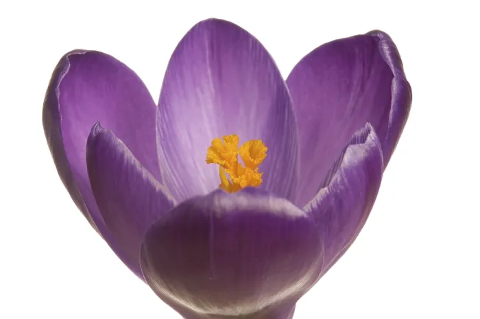Impression encadrée : Crocus (Crocus), violet.