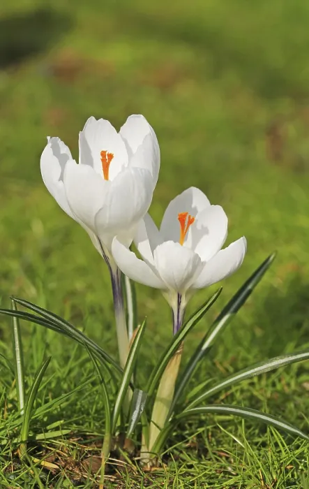Impression encadrée : Le crocus au printemps. Impression encadrée : Le crocus au printemps.