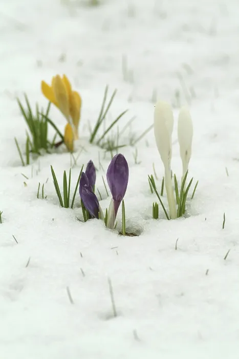 Impression encadrée : Crocuses Impression encadrée : Crocuses