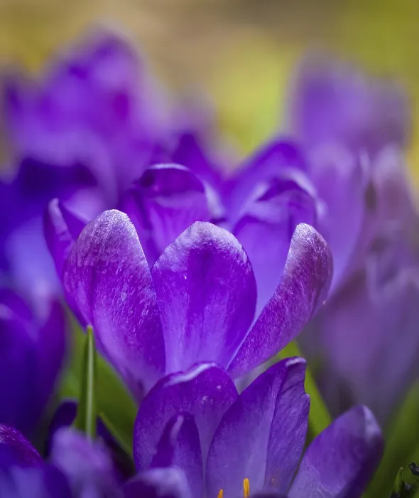 Impression encadrée : Crocuses Impression encadrée : Crocuses