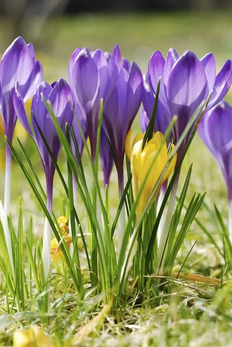 Impression encadrée : Crocuses Impression encadrée : Crocuses