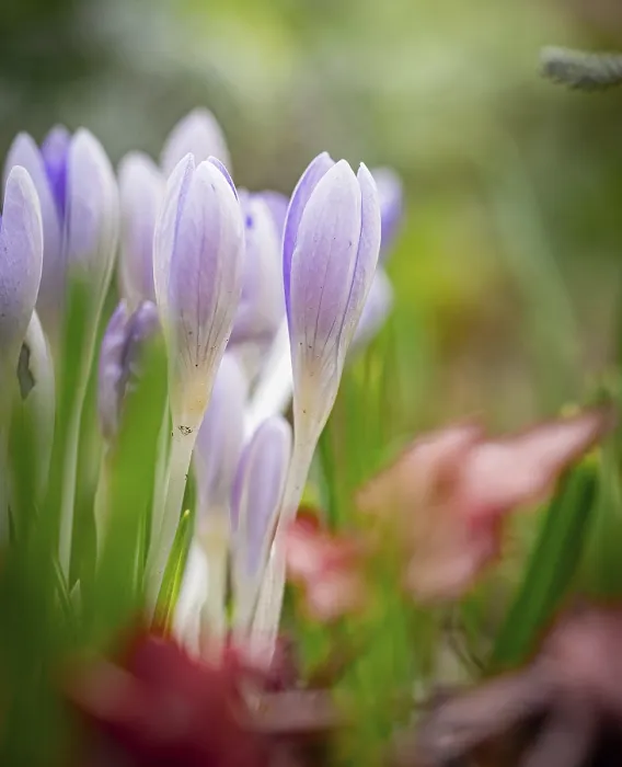 Impression encadrée : Crocuses Impression encadrée : Crocuses