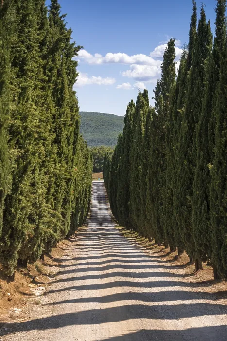 Impression encadrée : Cypress Impression encadrée : Cypress