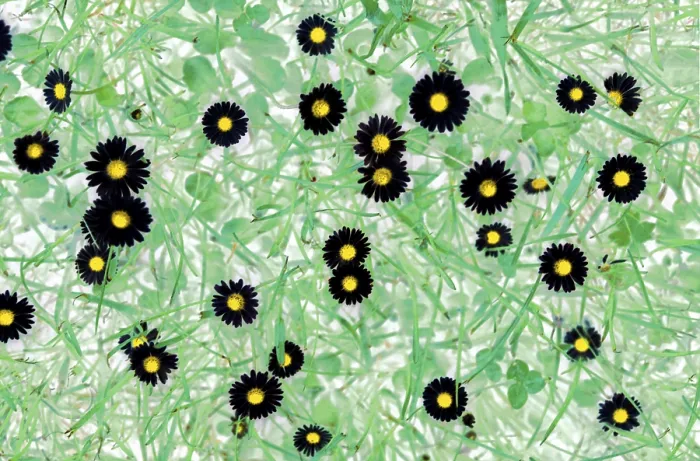 Impression encadrée : Daisy Impression encadrée : Daisy