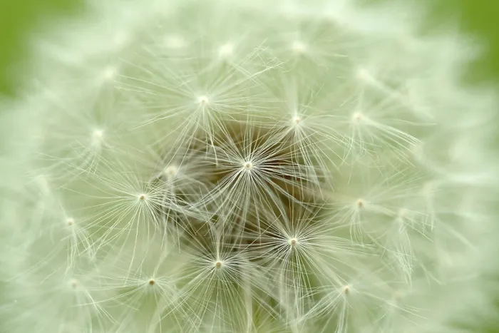 Impression encadrée : Dandelion Impression encadrée : Dandelion