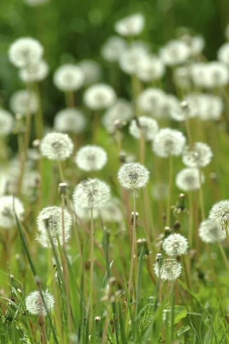 Impression encadrée : Dandelion Impression encadrée : Dandelion
