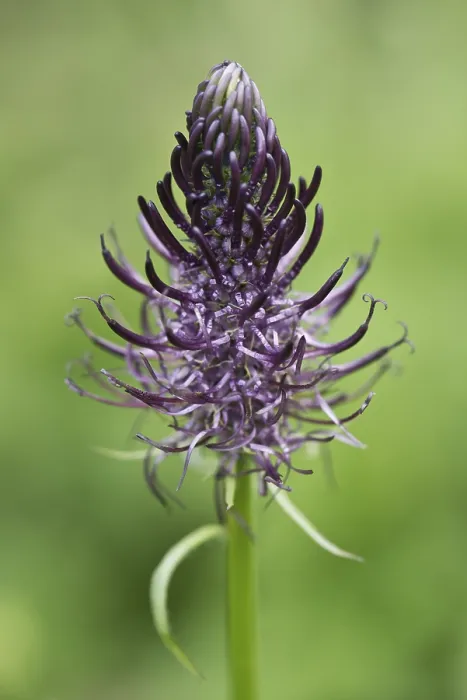 Impression encadrée : Griffe du diable (Phyteuma nigrum)