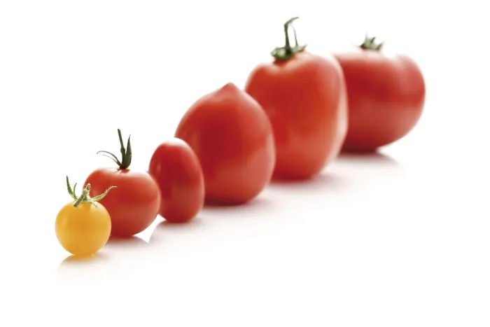 Impression encadrée : Les différents types de tomates.