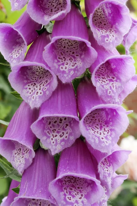 Impression encadrée : Digitalis